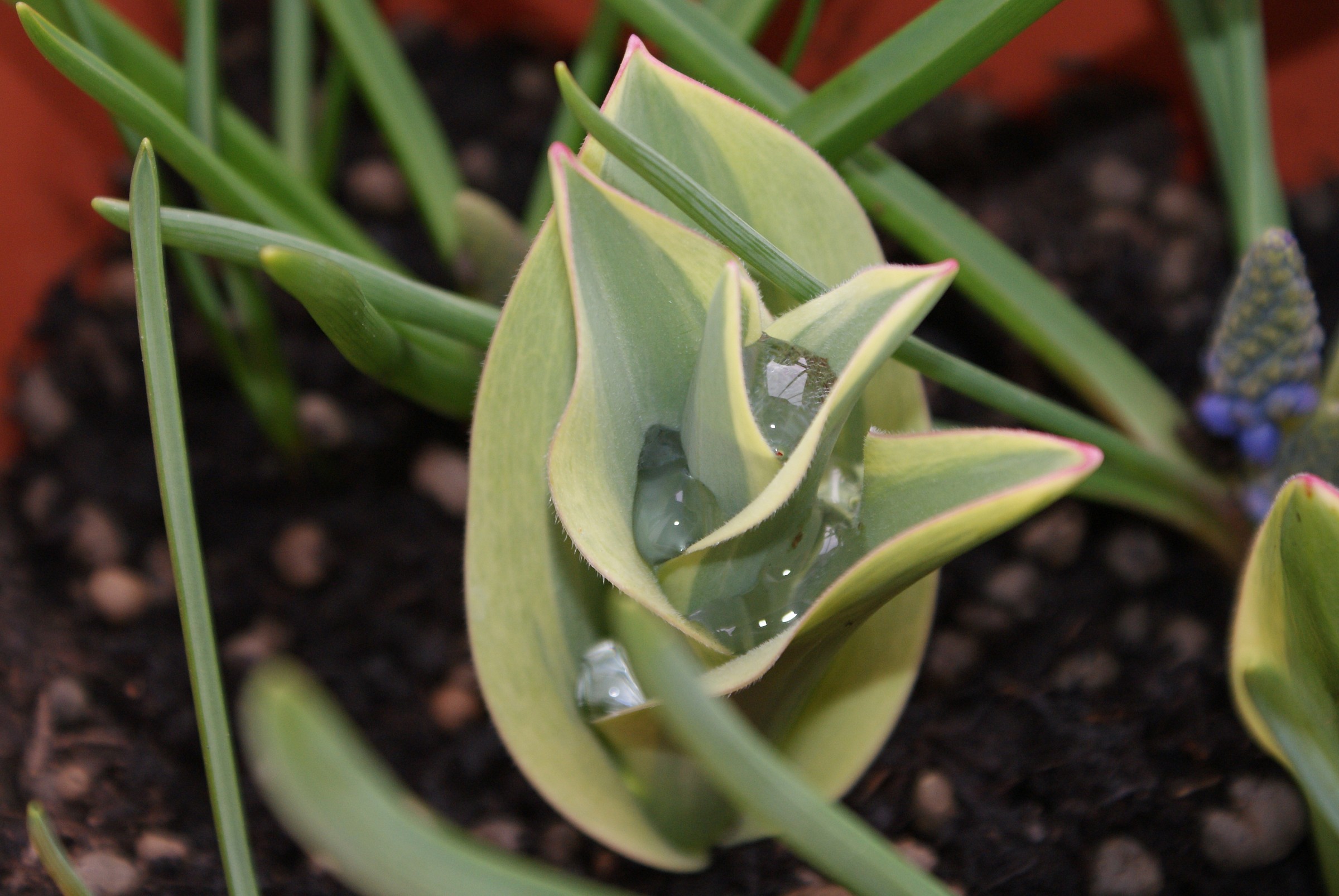 dopo la prima pioggia di primavera