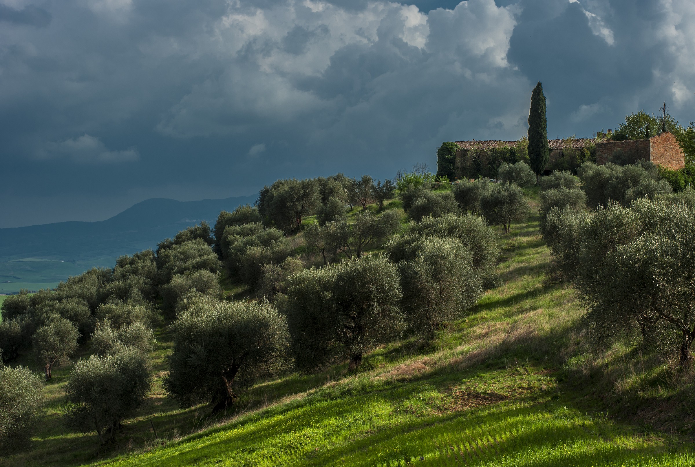 Il bosco degli ulivi....