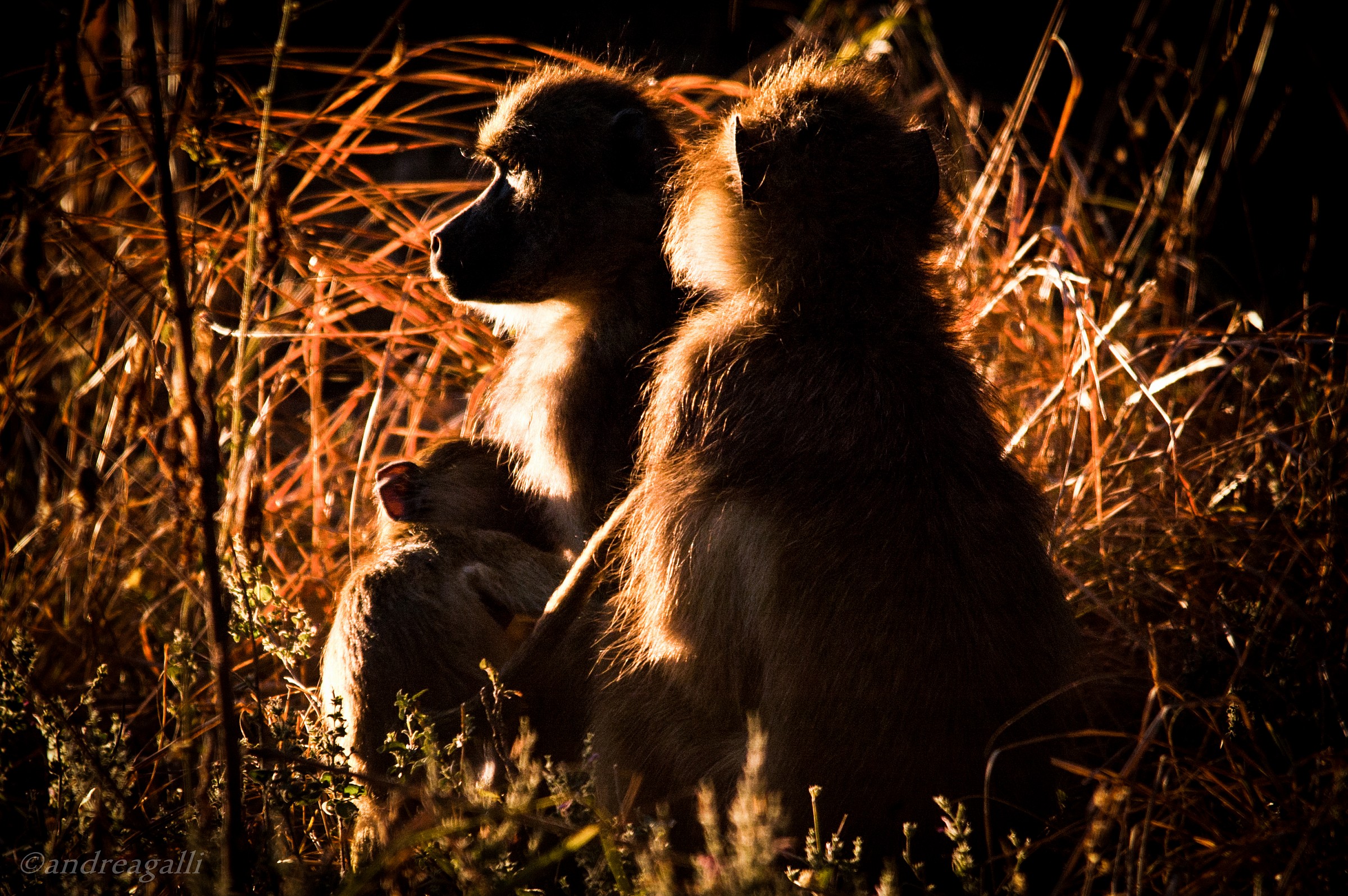 backlight baboons