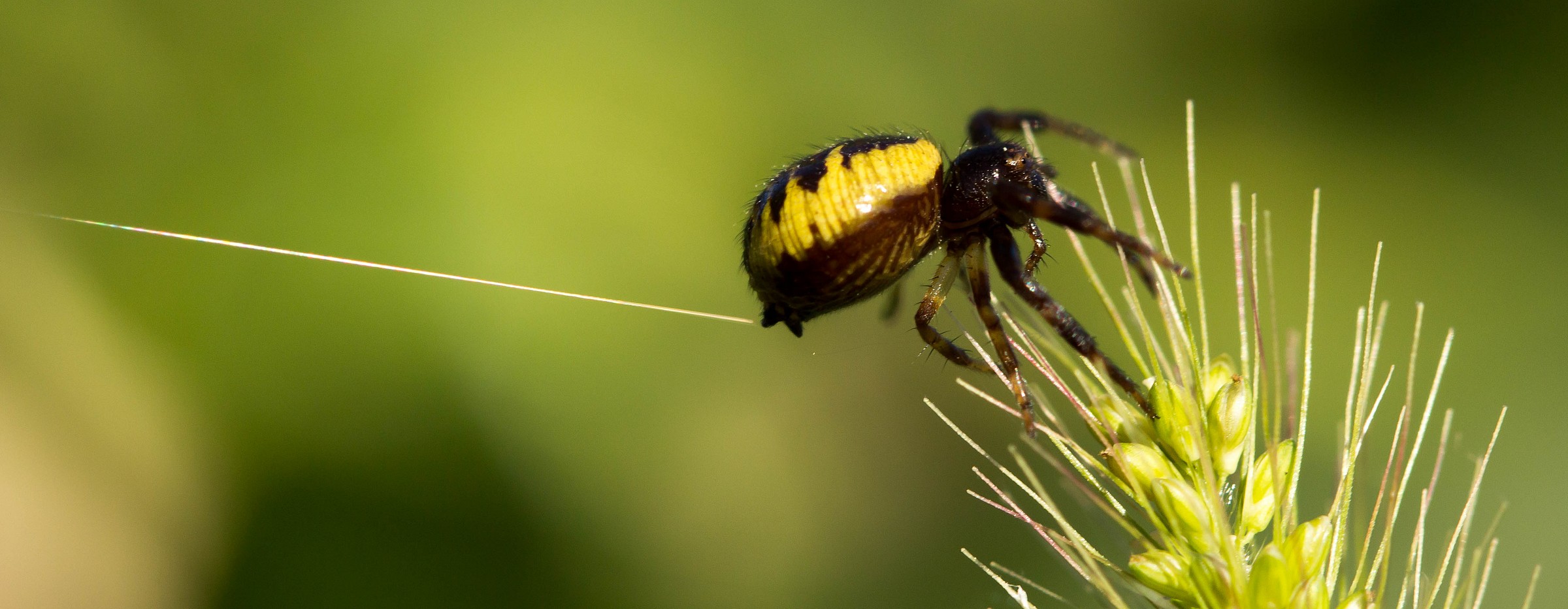 In cerca di farsi trasportare dal vento