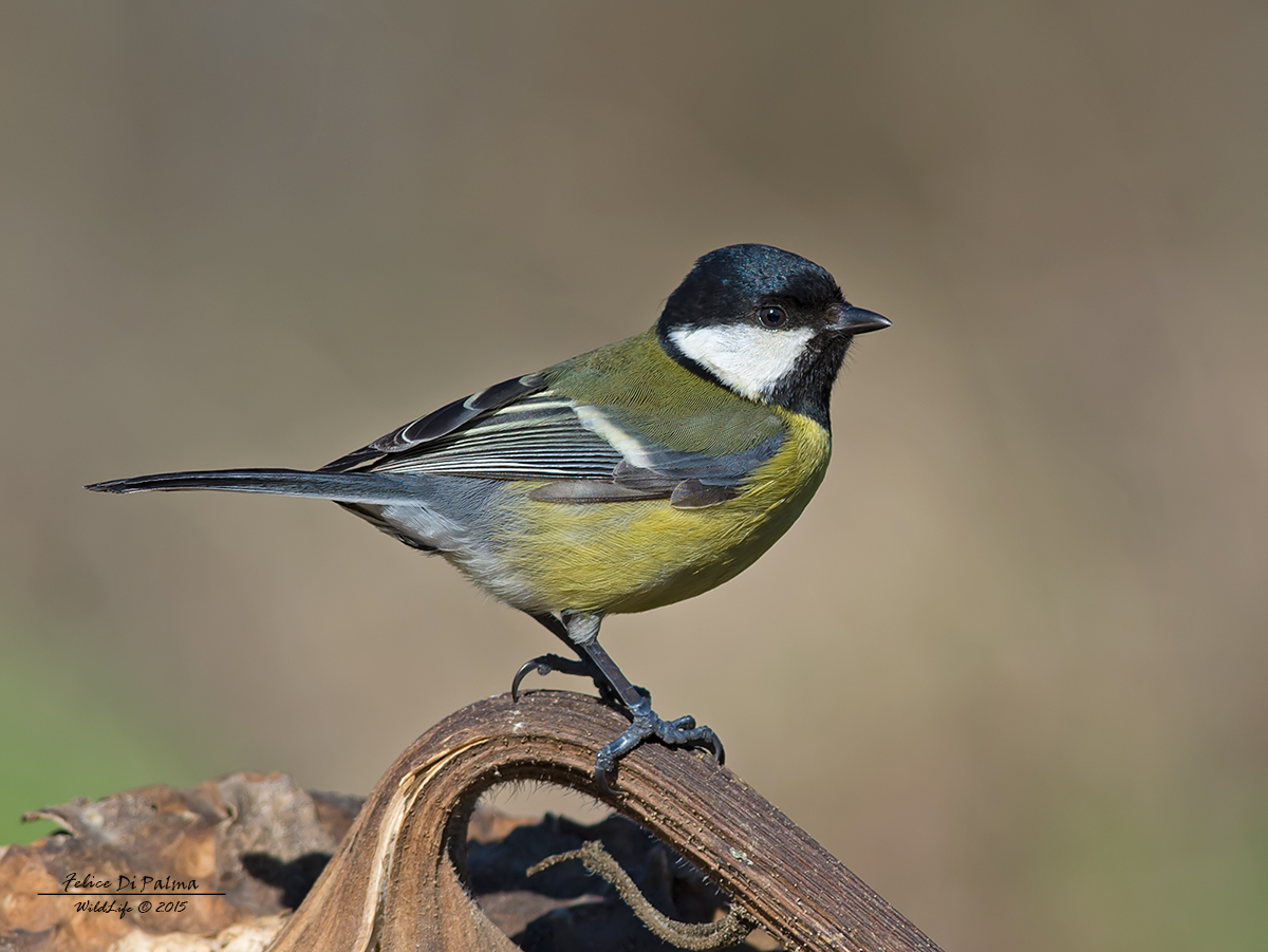 Great Tit