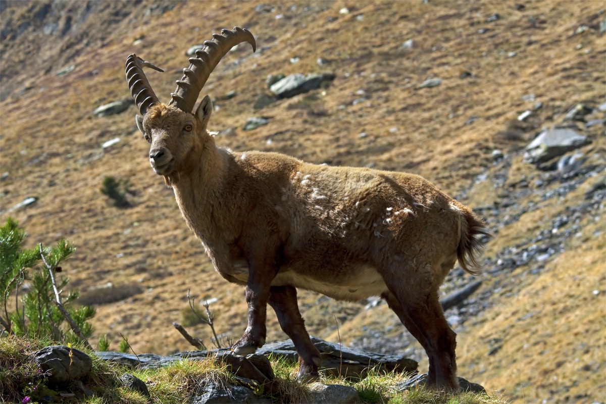 Ibex