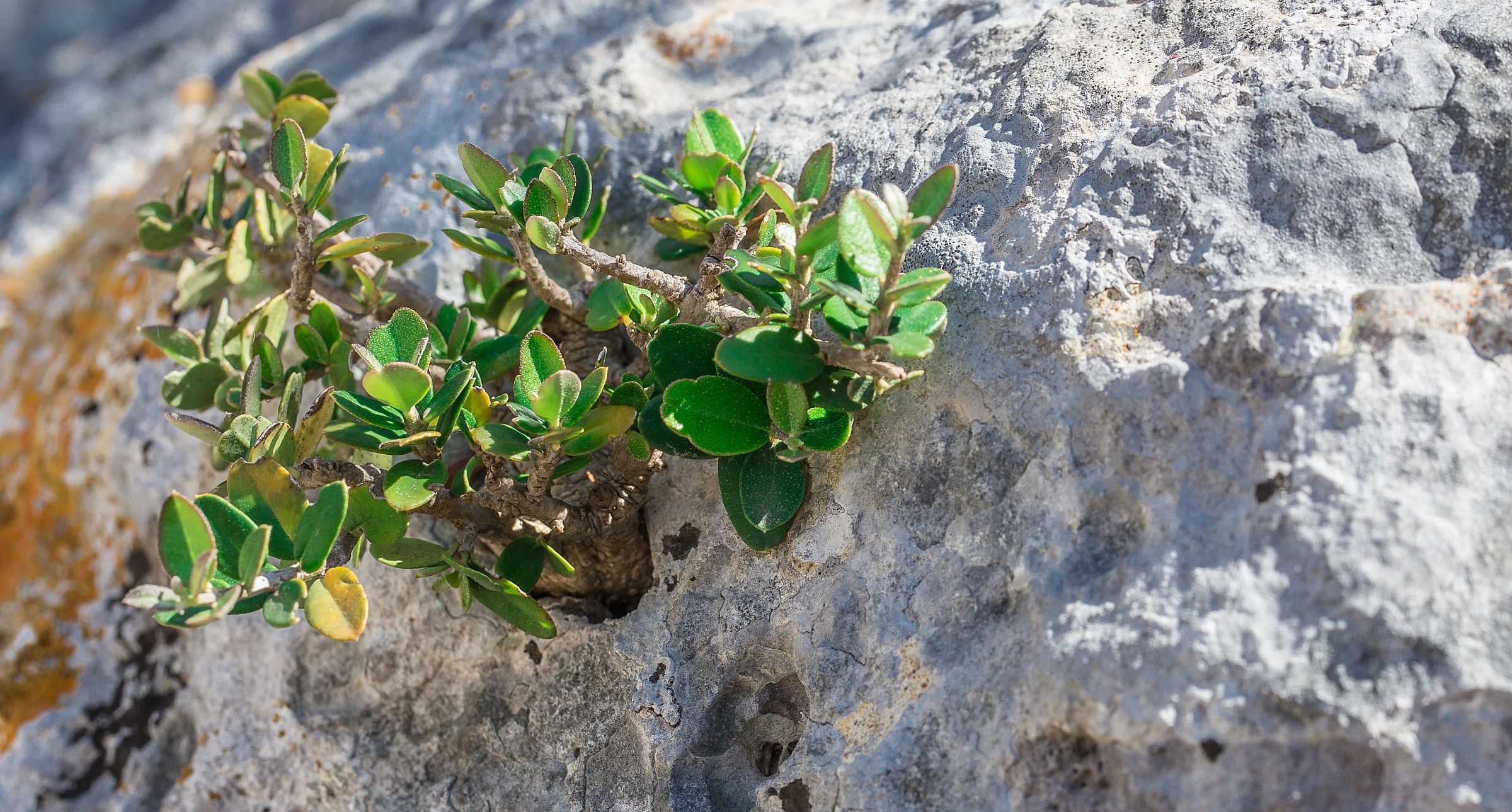 olive embedded in rock landless