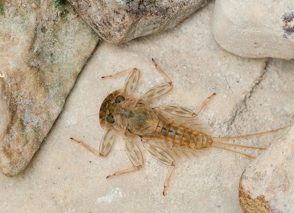 Ninfa di Ecdyonurus