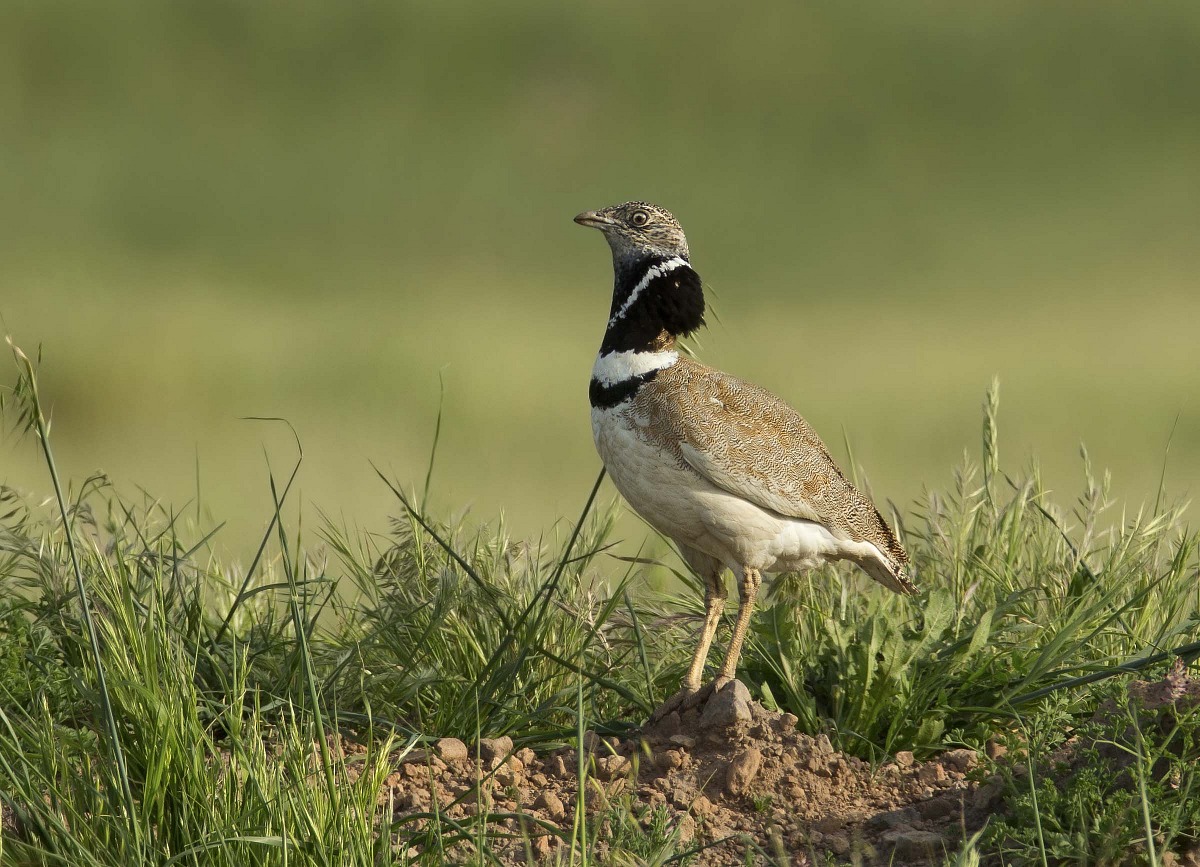 gallina prataiola(tetrax tetrax) Piana del Coghinas