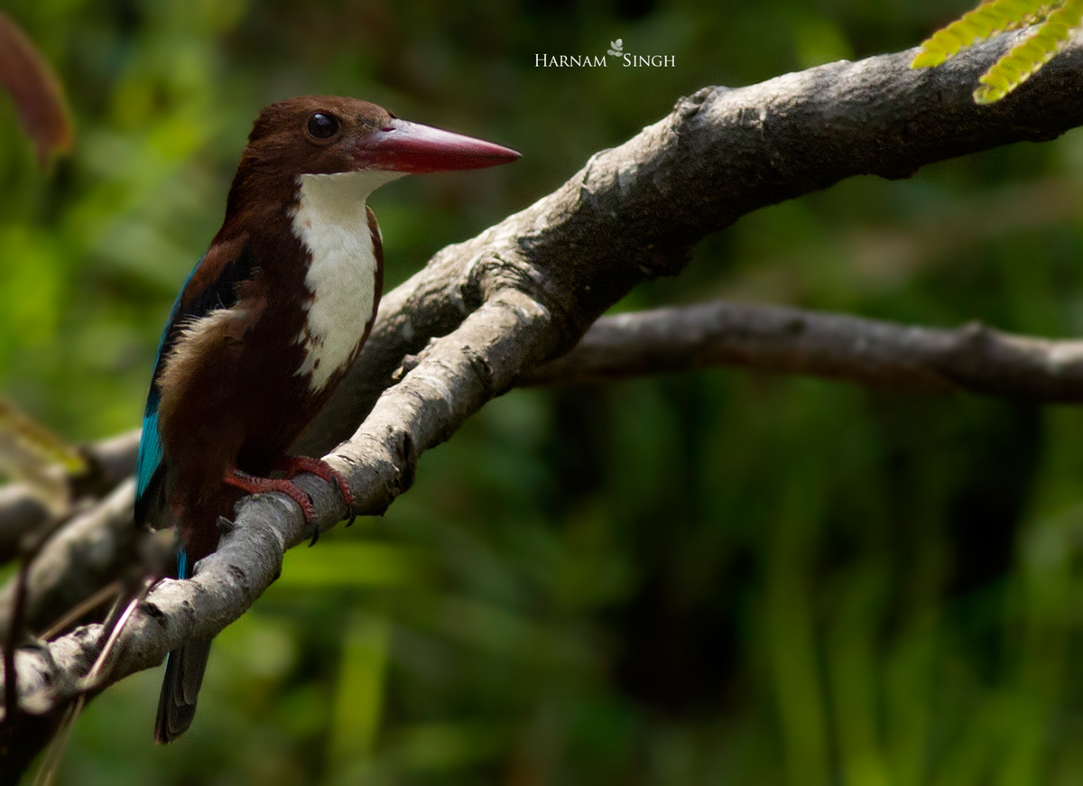 White breasted kingfisher