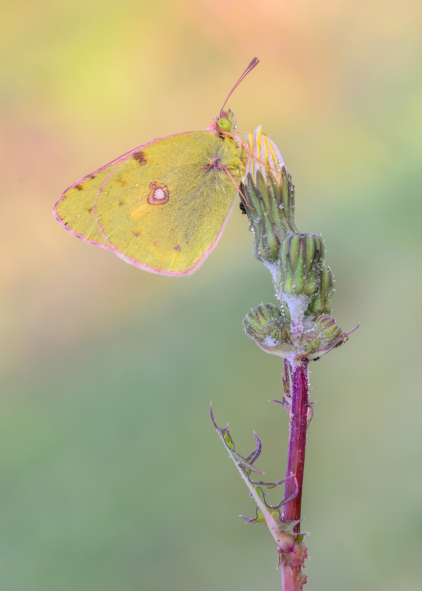 Colias crocea