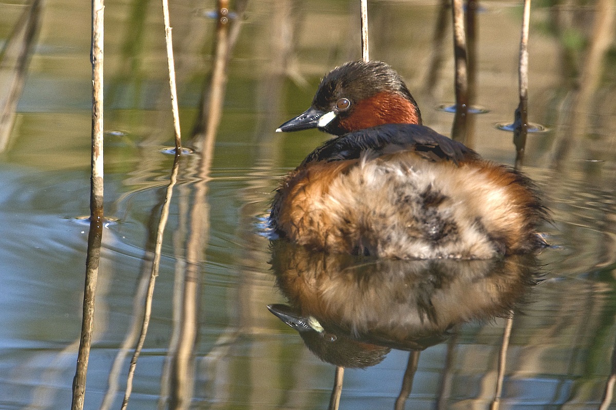 Little Grebe