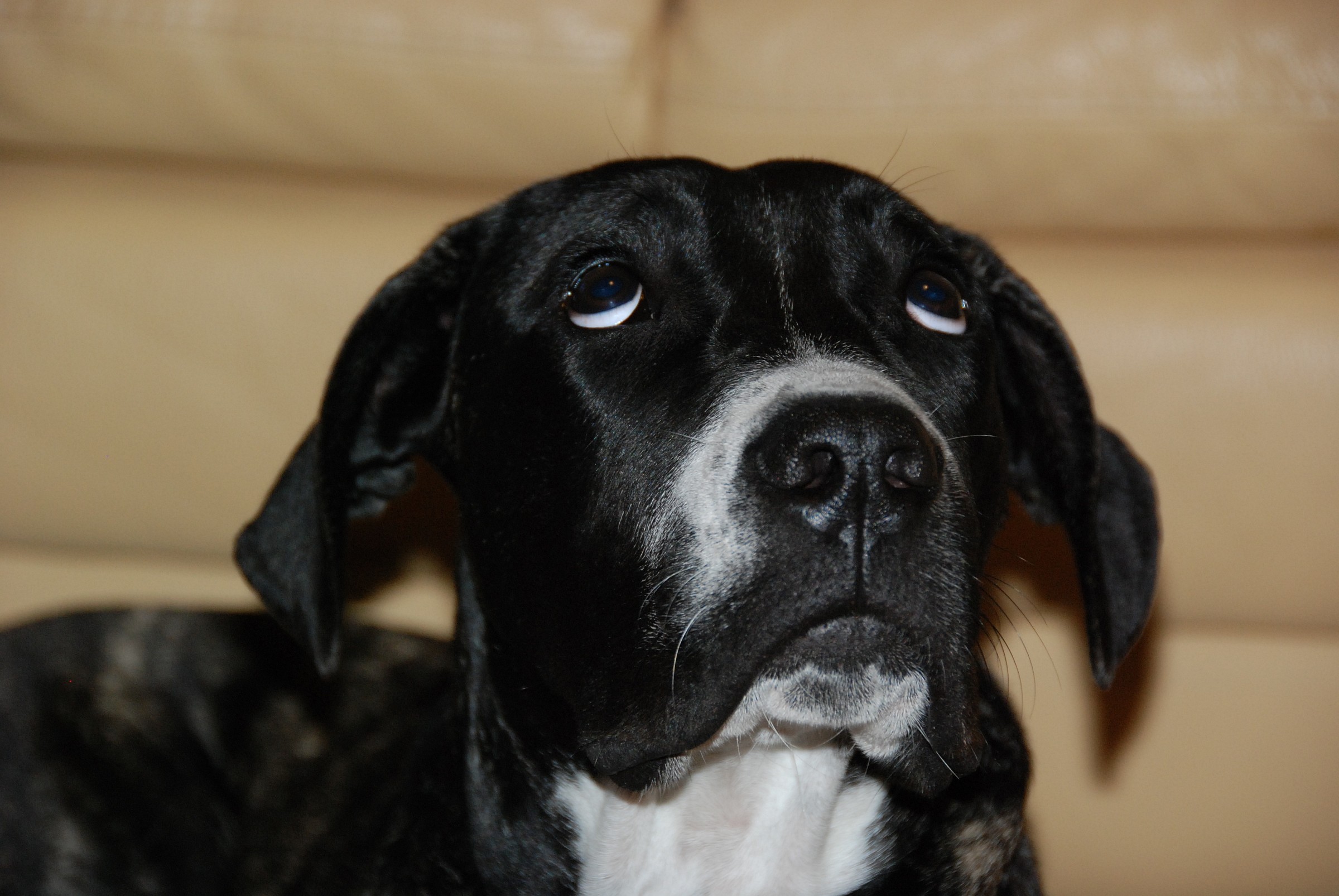 San cagnolino...aiutami tu!