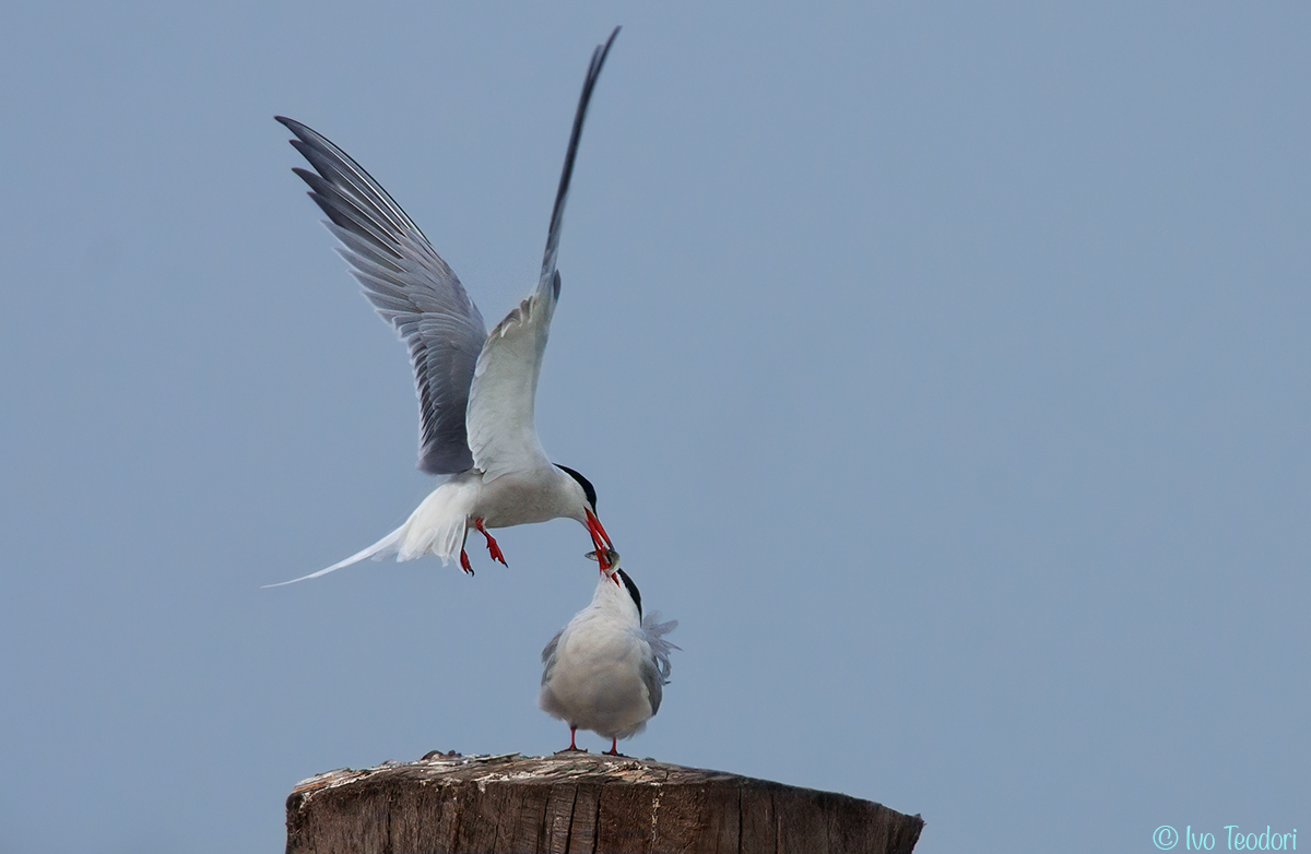 Sterne sea: Ritual of courtship.