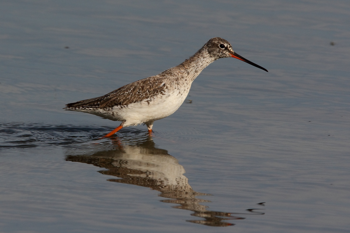 gossip ... at least I think