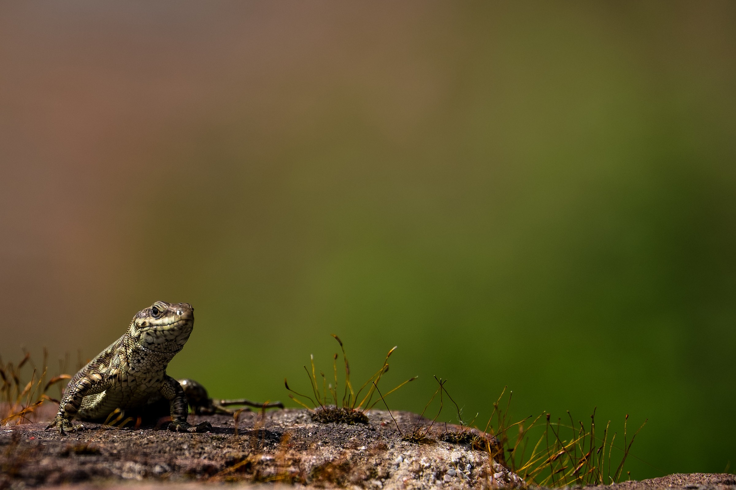 urban dragon.................