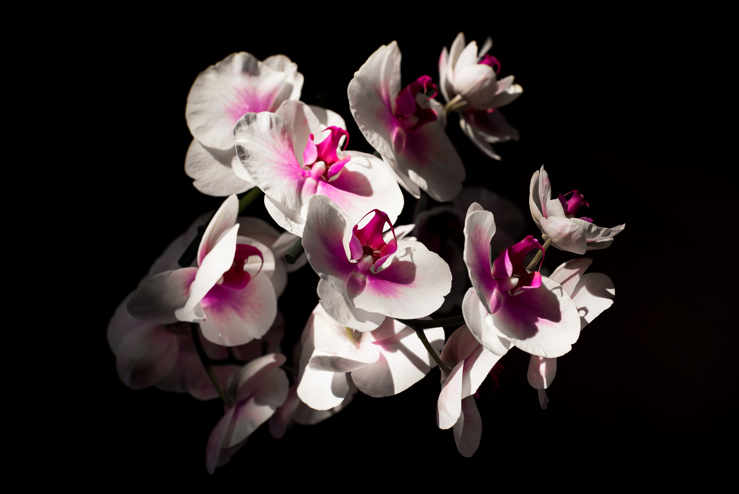 orchidea-01