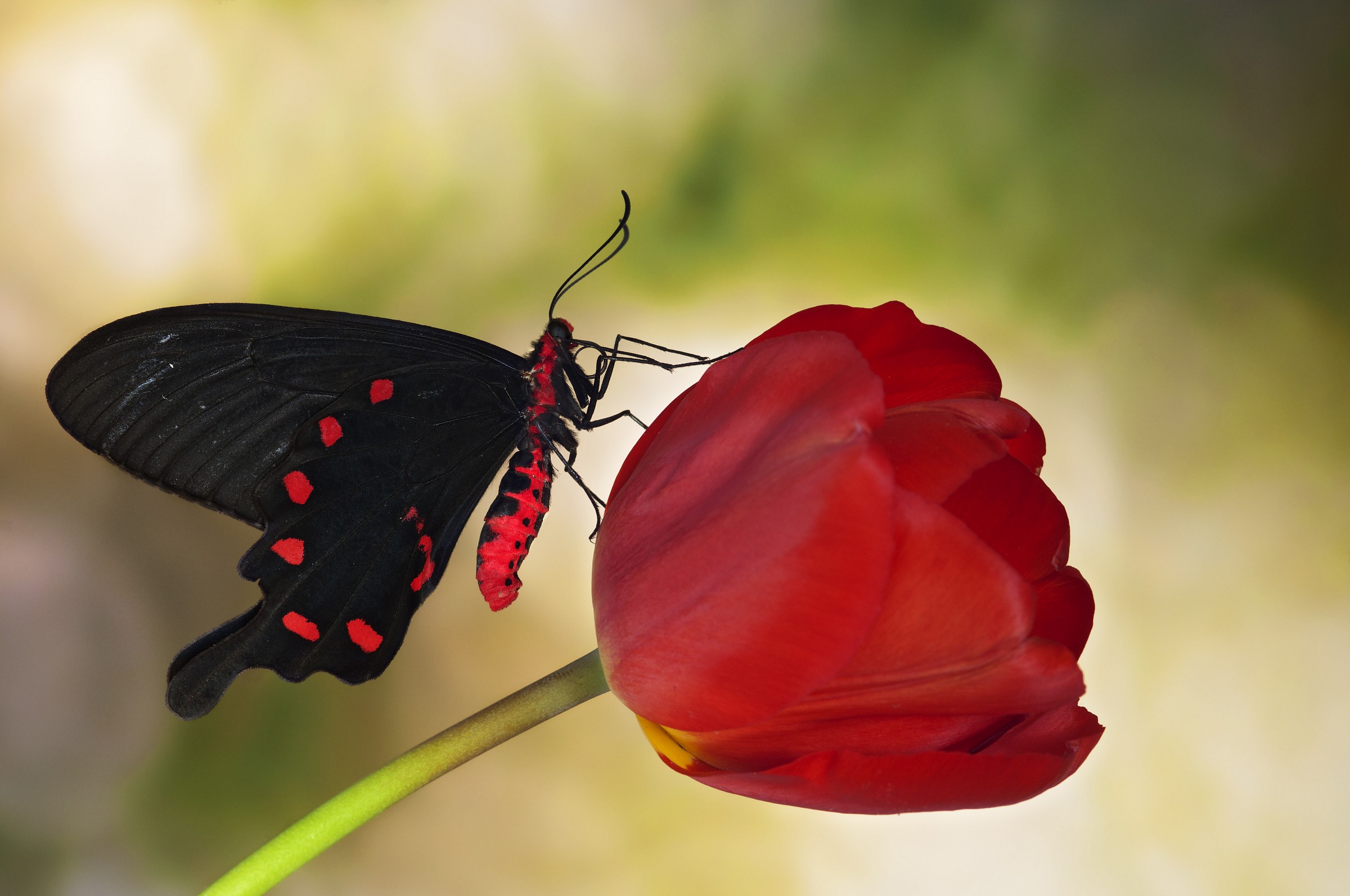 pachliopta kotzebuea