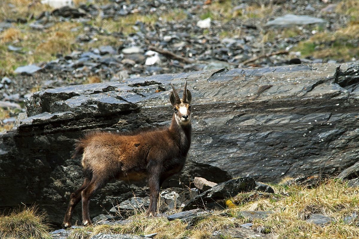 Chamois