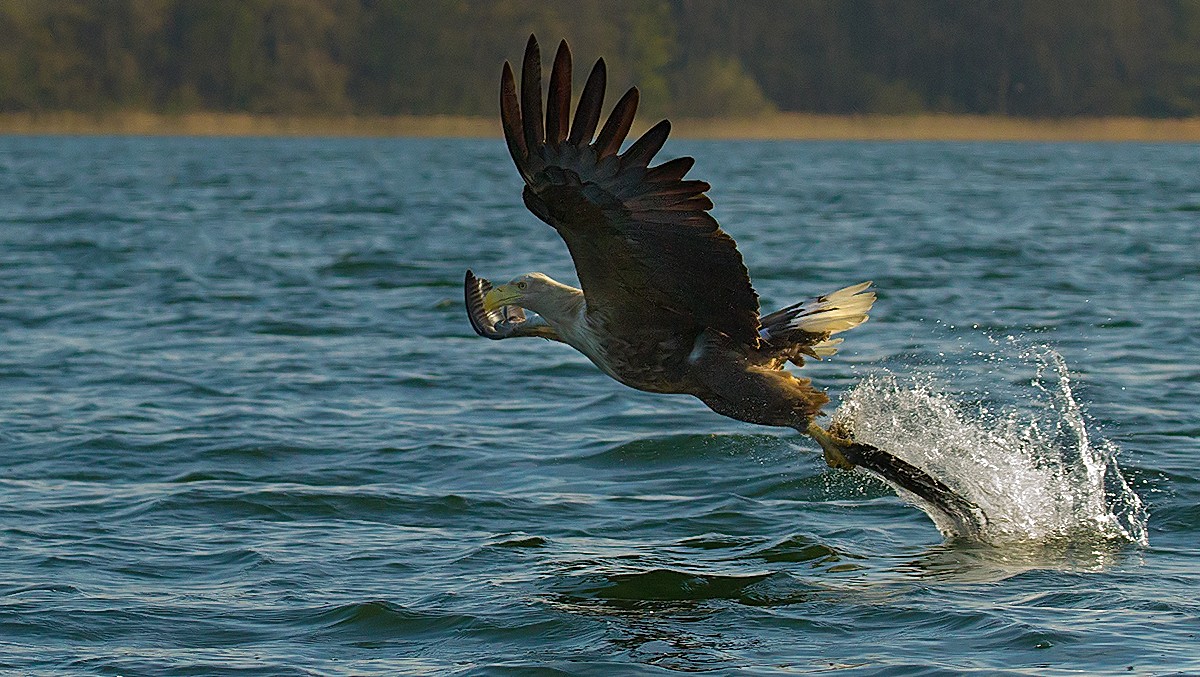 Haliaeetus albicilla