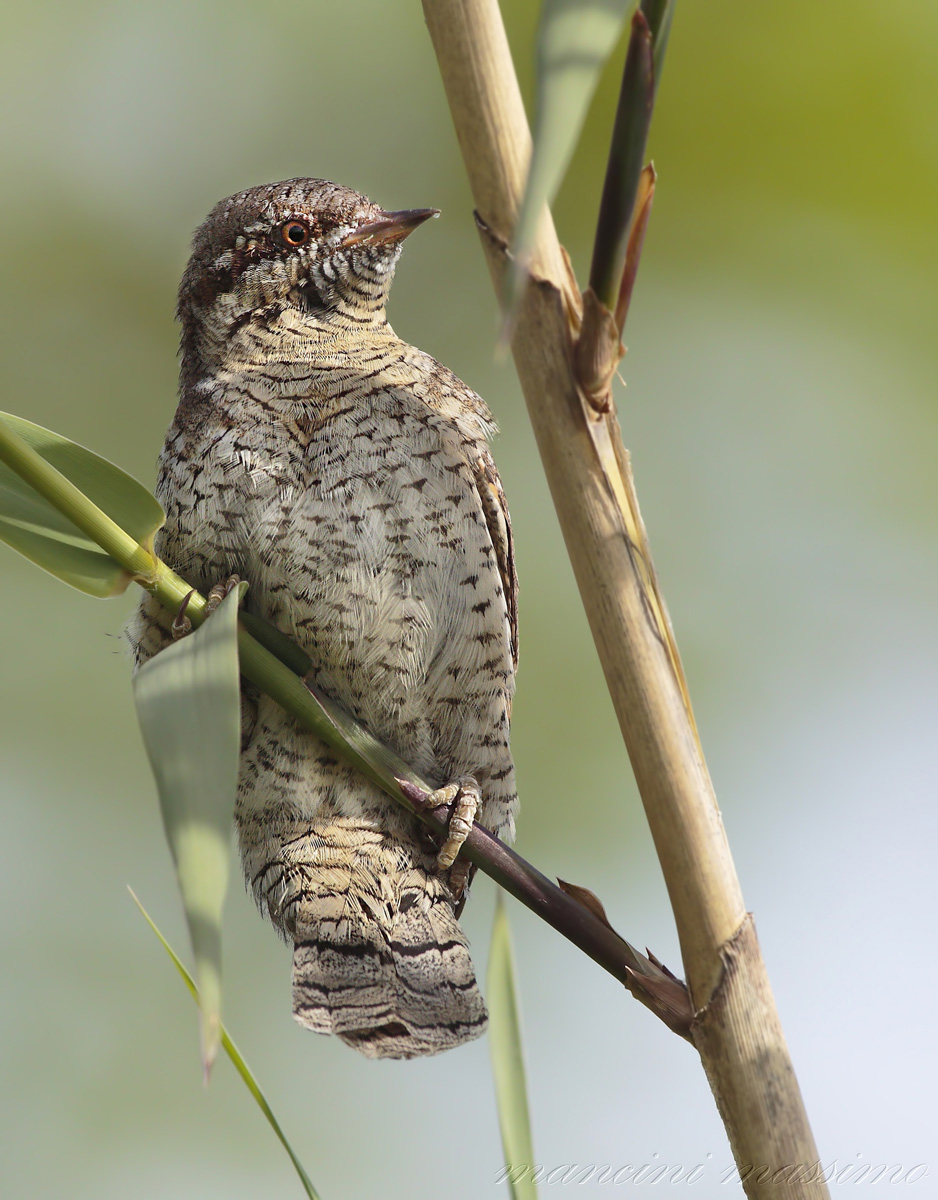 torticollis (Eurasian wryneck)