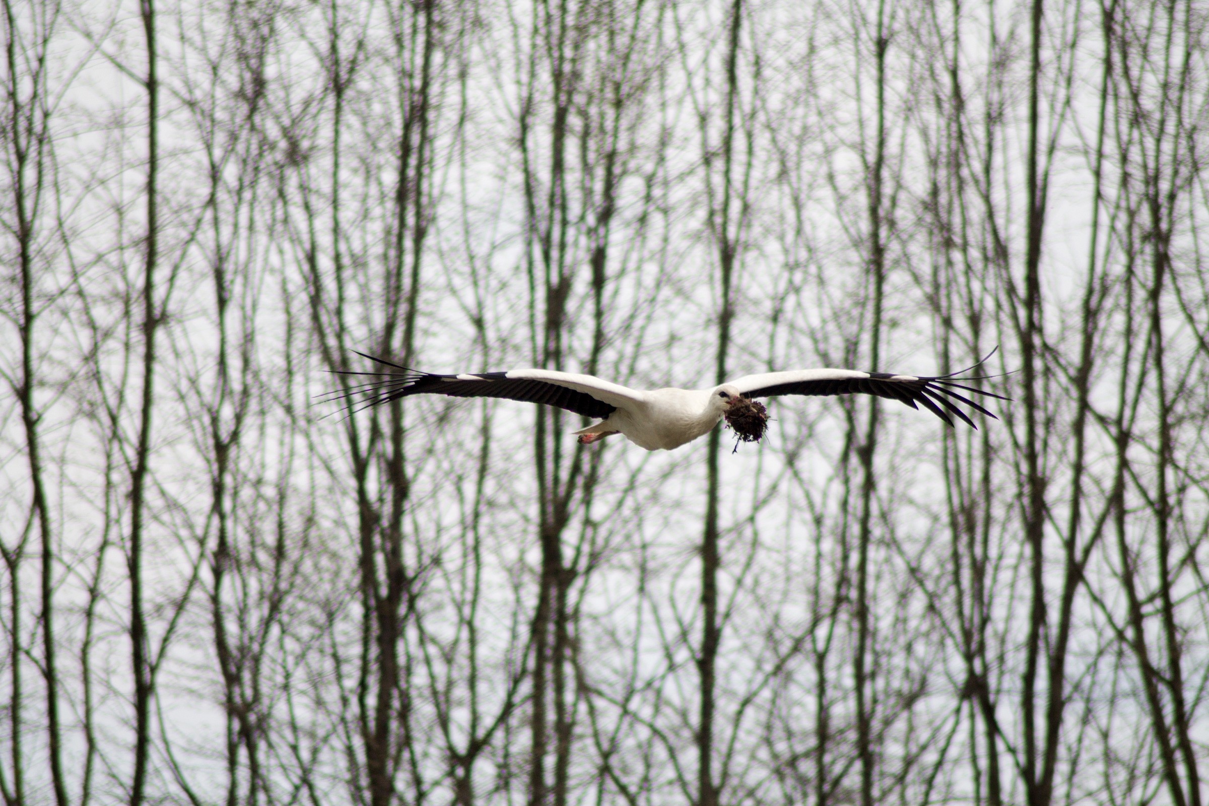 Stork