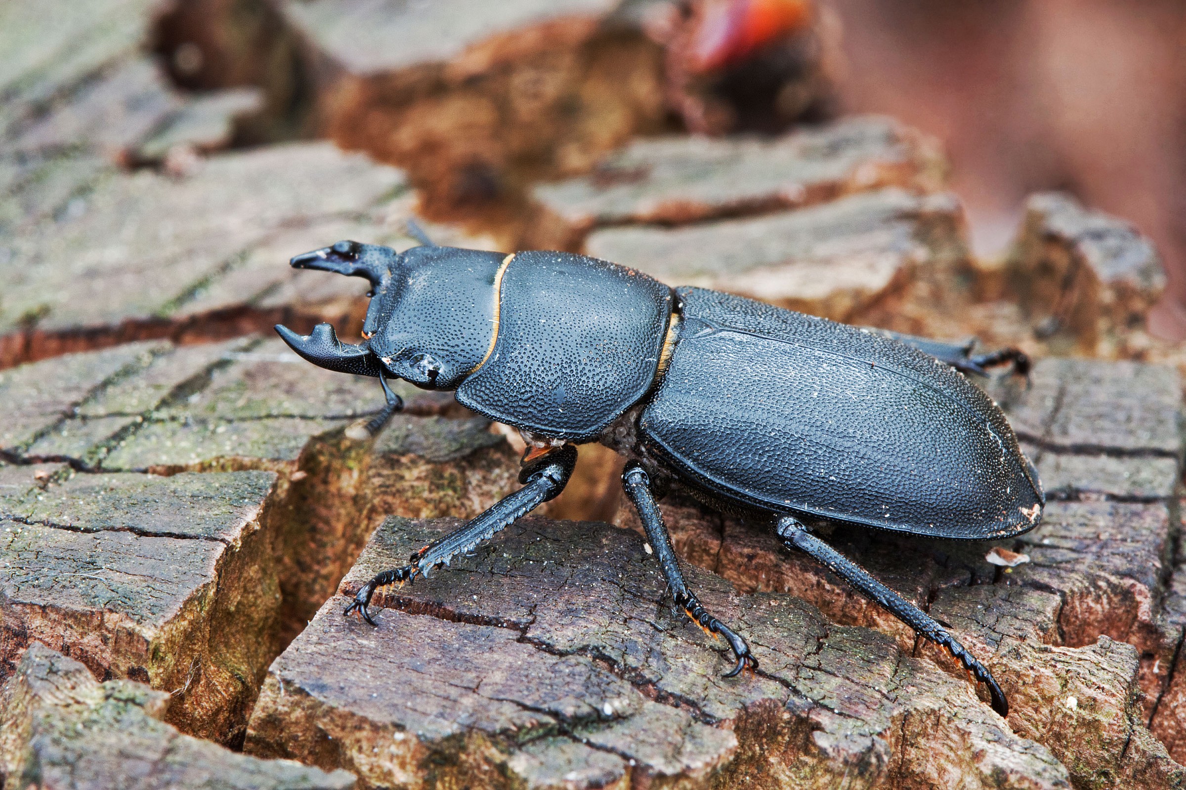 Dorcus parallelepipedus
