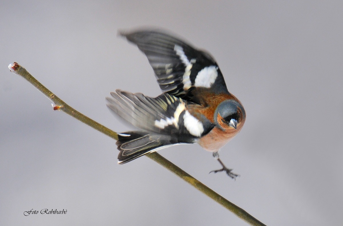 Fringuello in virata...