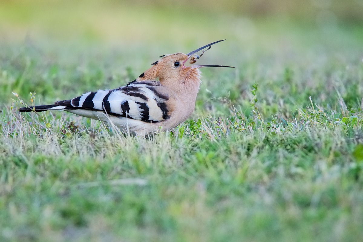 Hoopoe