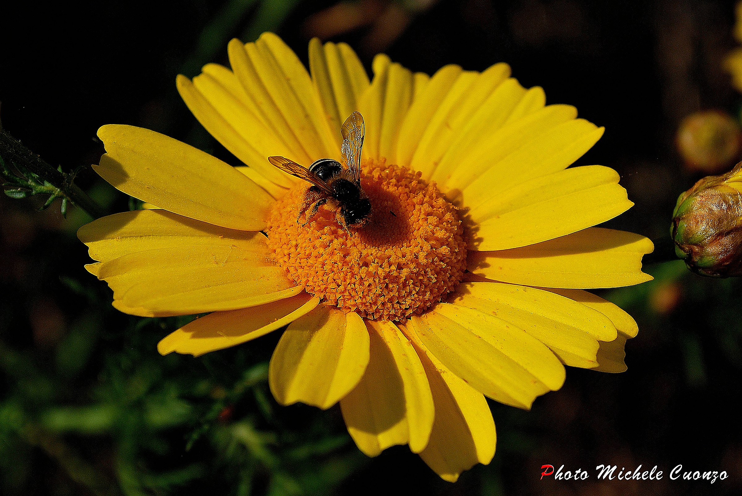 Un'ape che se la prende comoda...