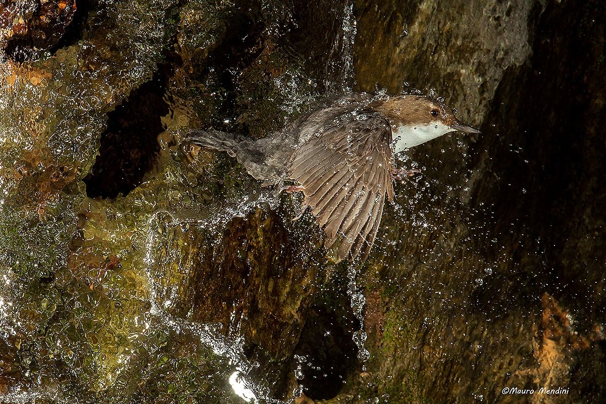 Plunge into the void