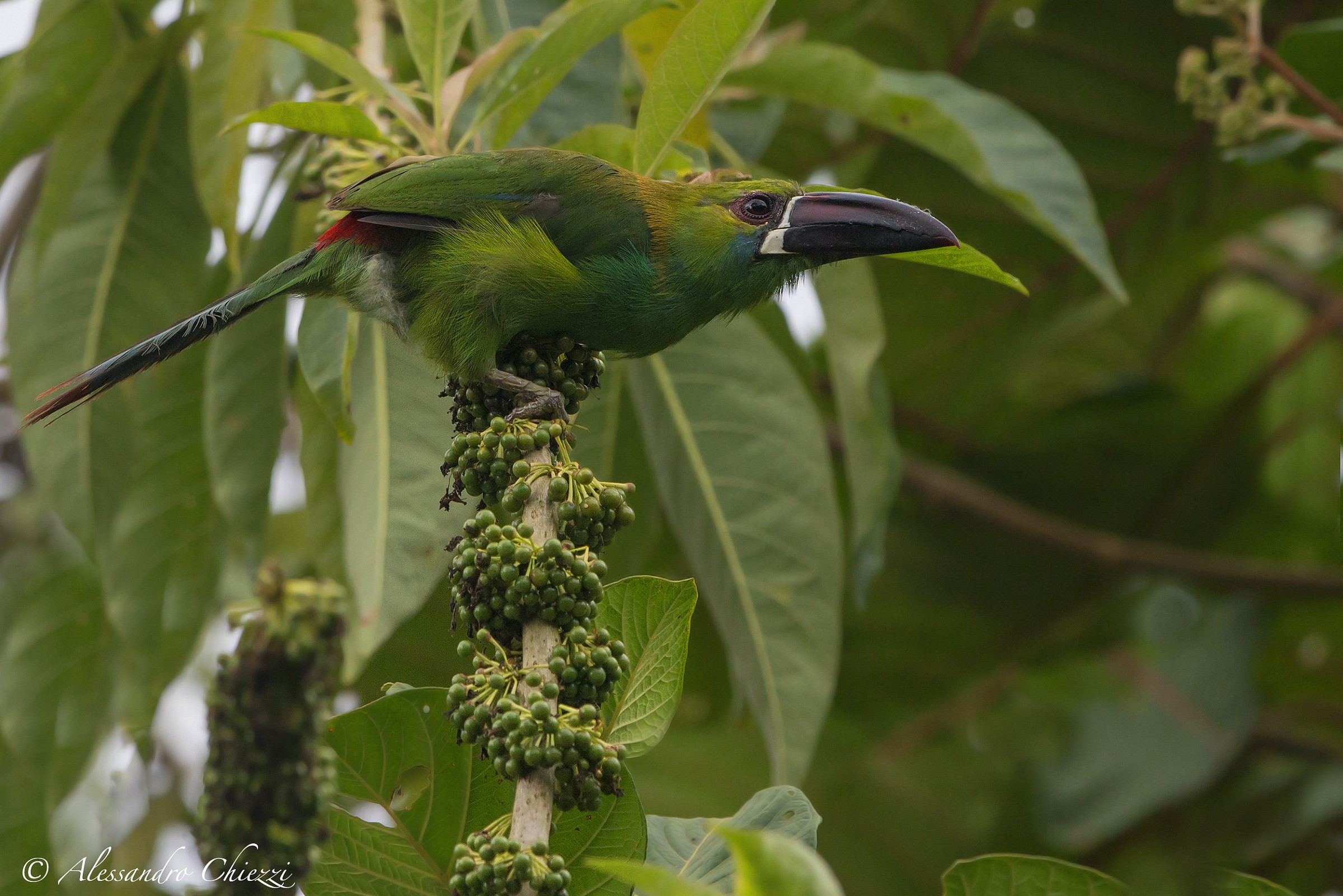 Tucanetto groppone rosso