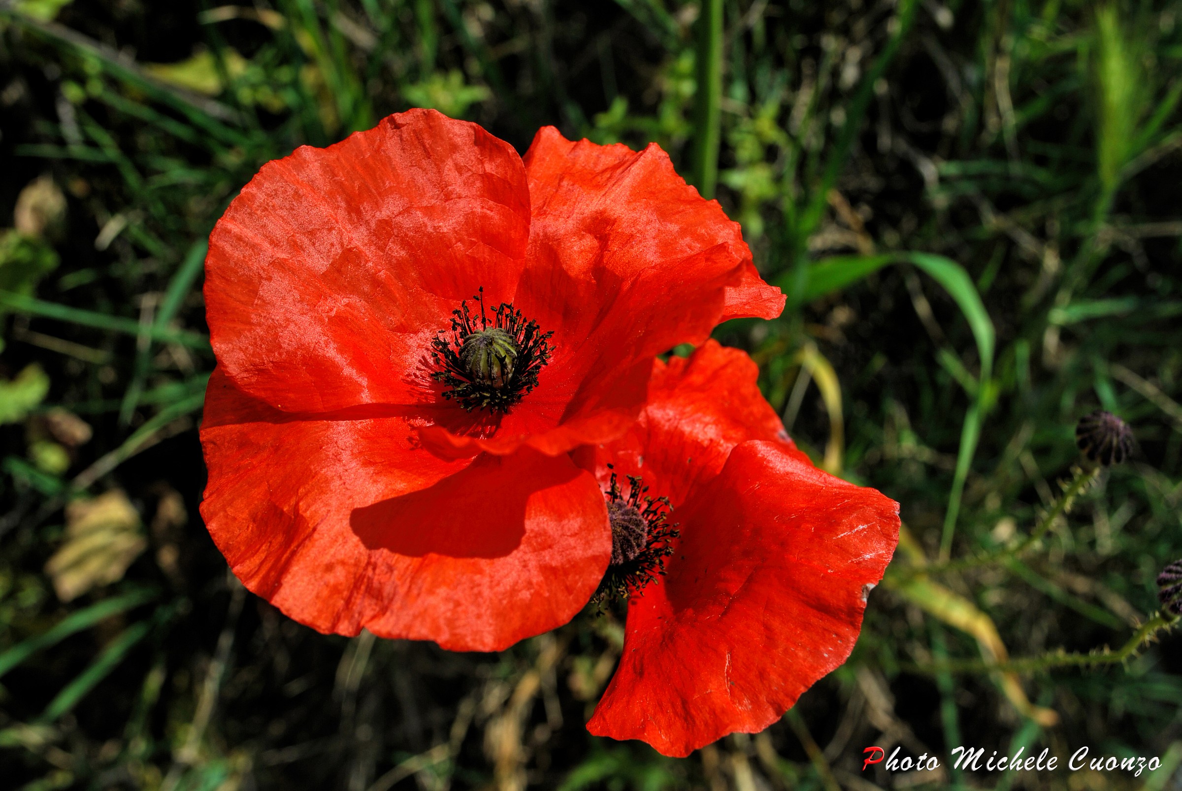 Tulipani in campagna...