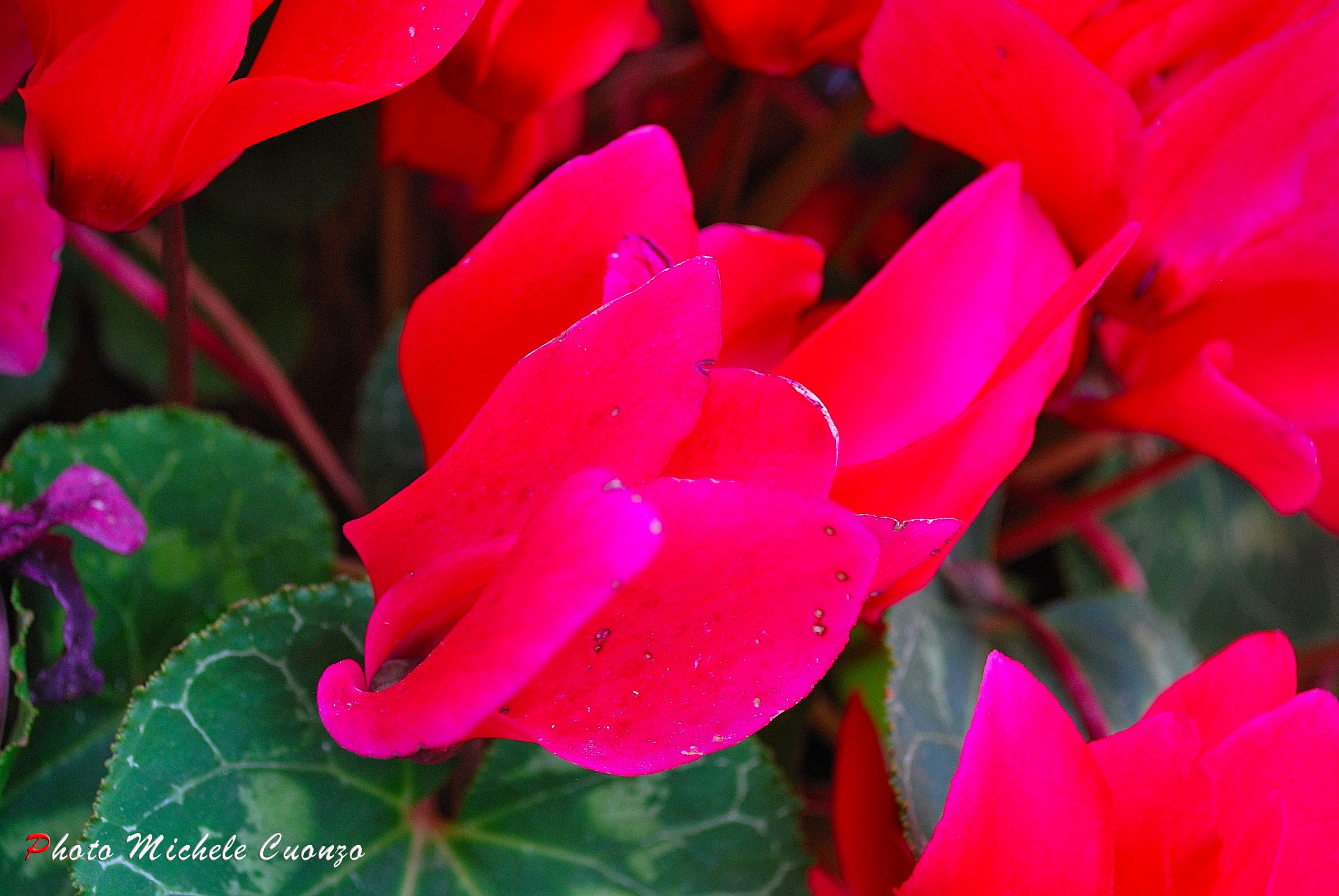 Fucsia per eccellenza....