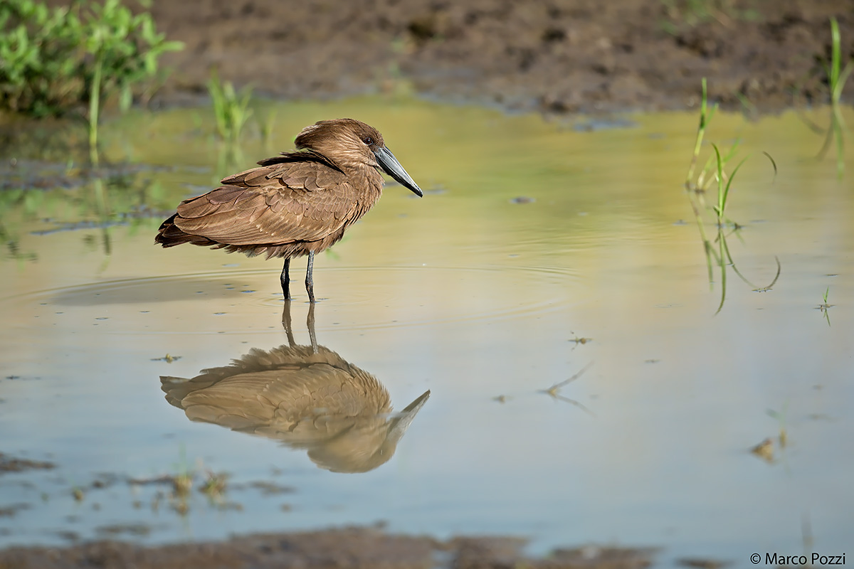 Hamerkop
