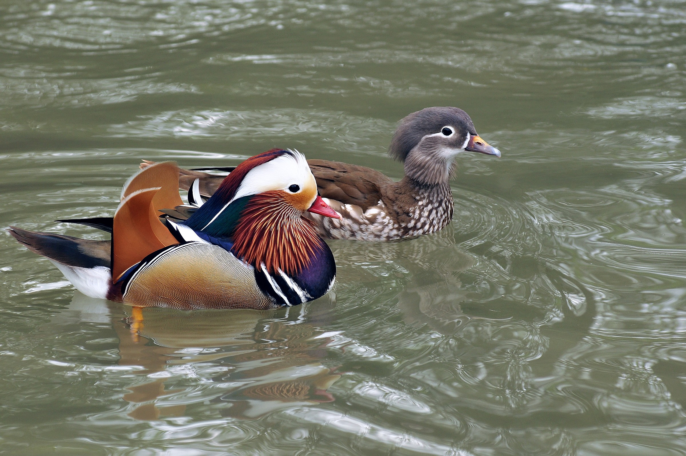 passeggio sull'acqua