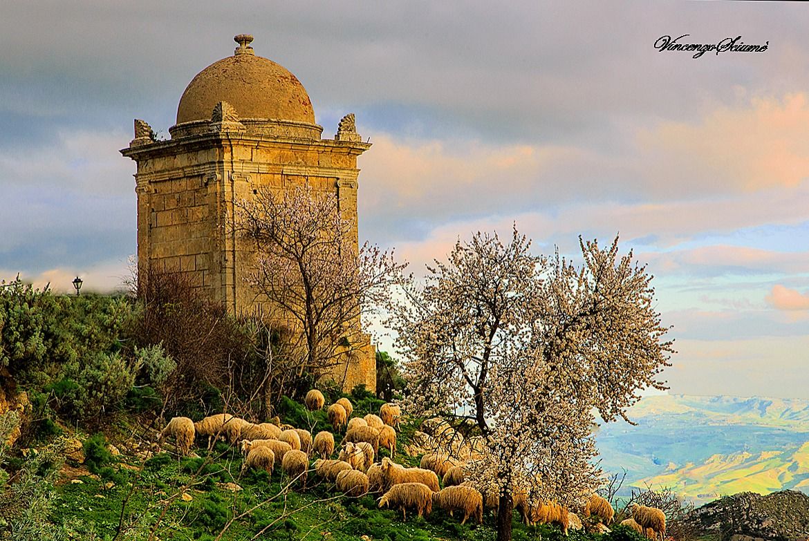 Almond Branches in Bloom