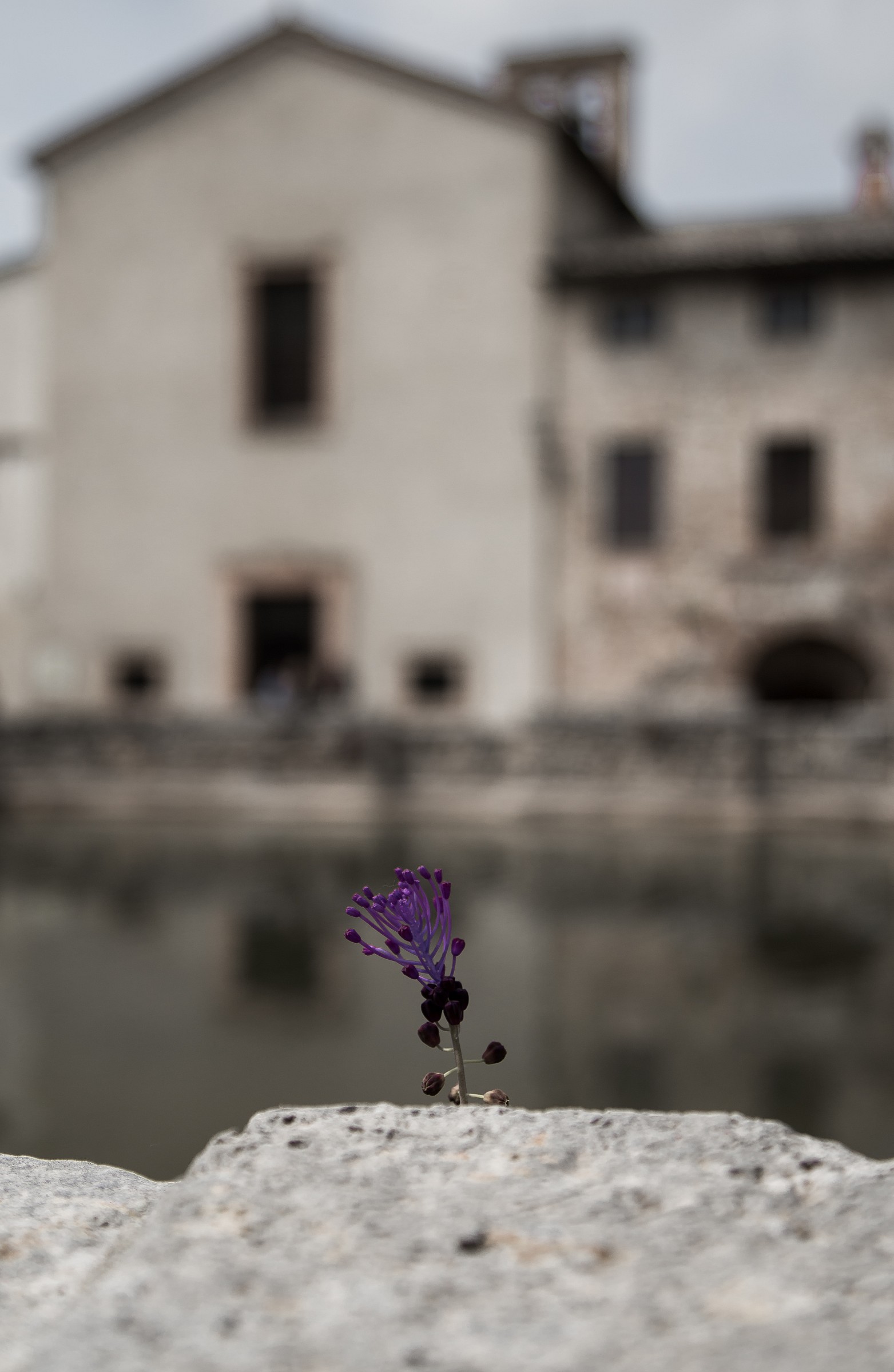 The flower born from the rock. (Bagno Vignoni)