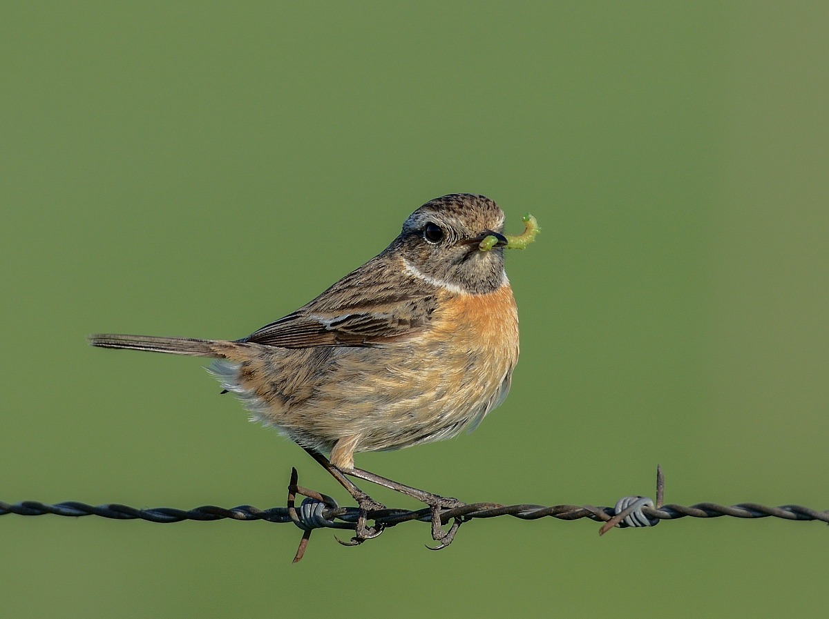Stonechat