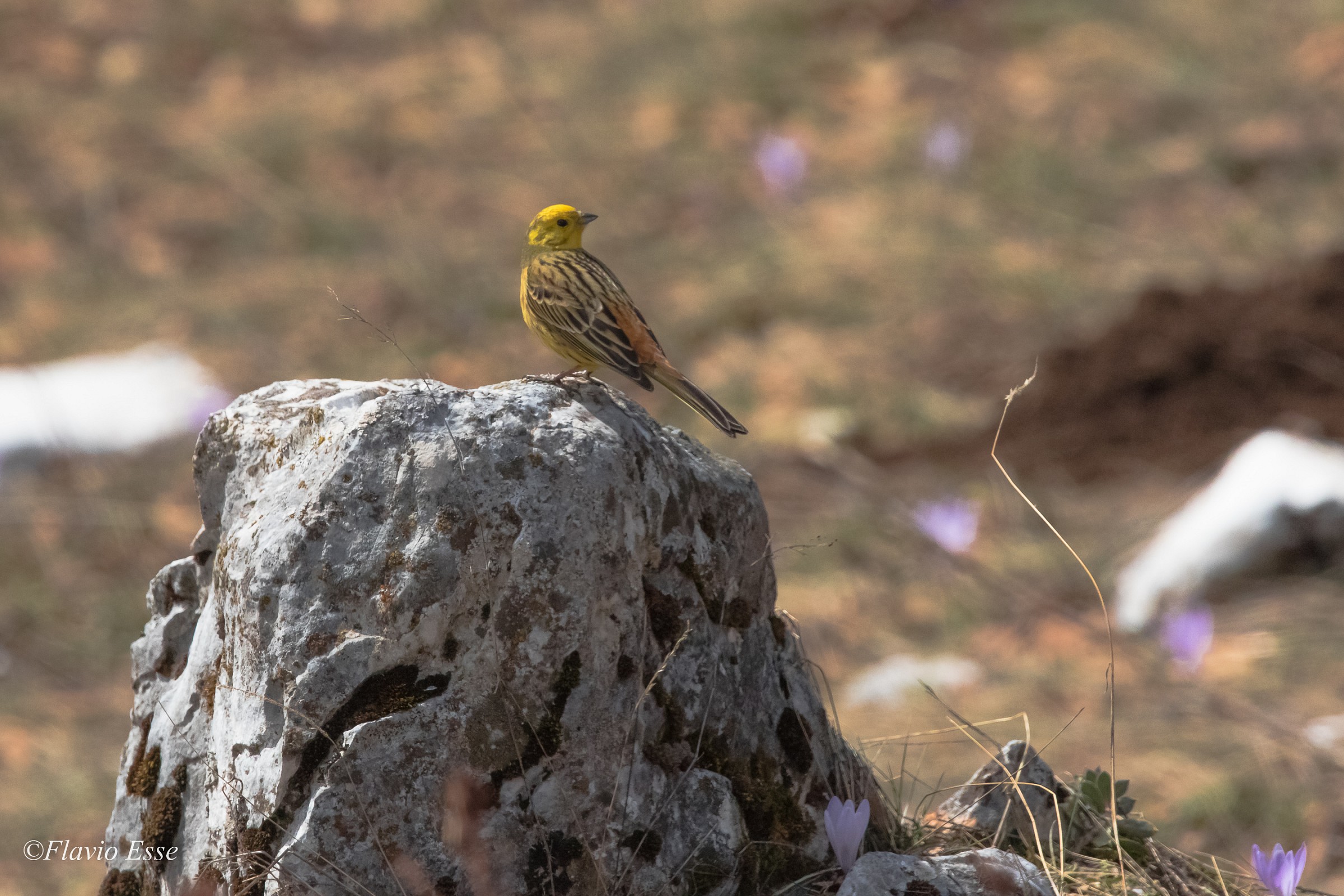 Zigolo giallo (ambientato)