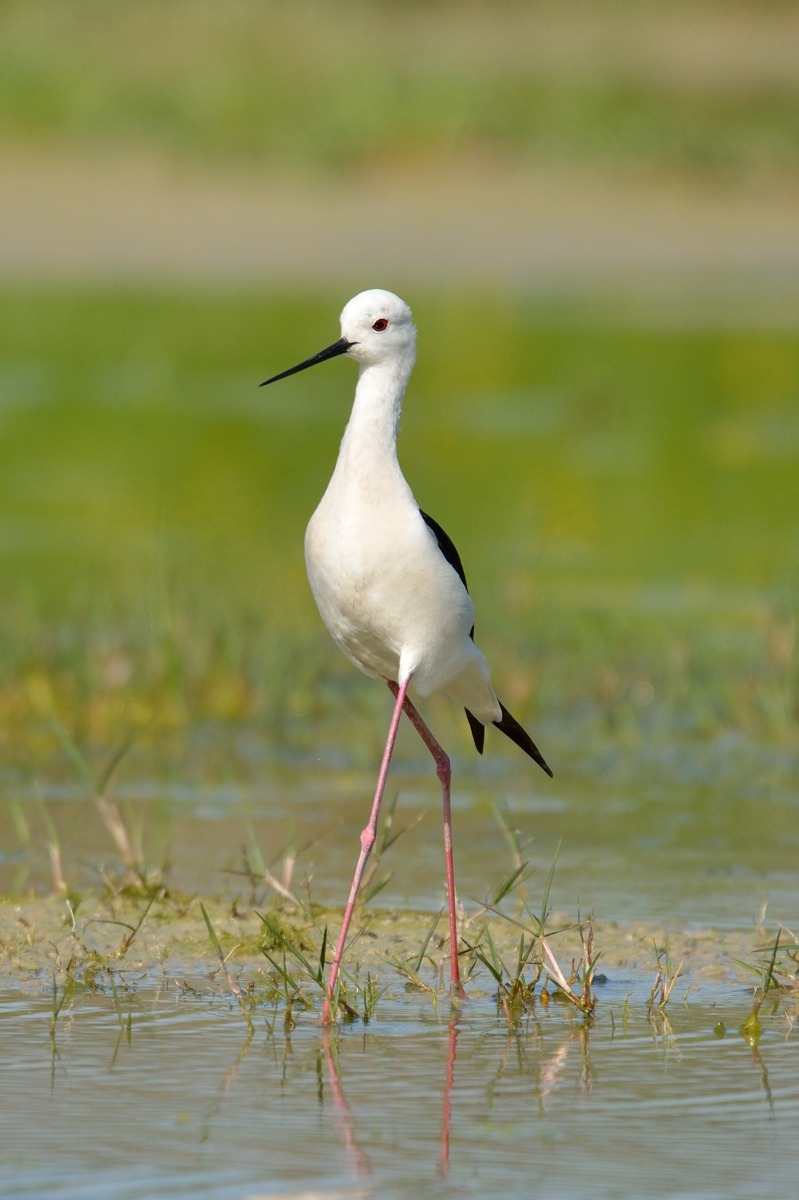 A knight from the real behavior