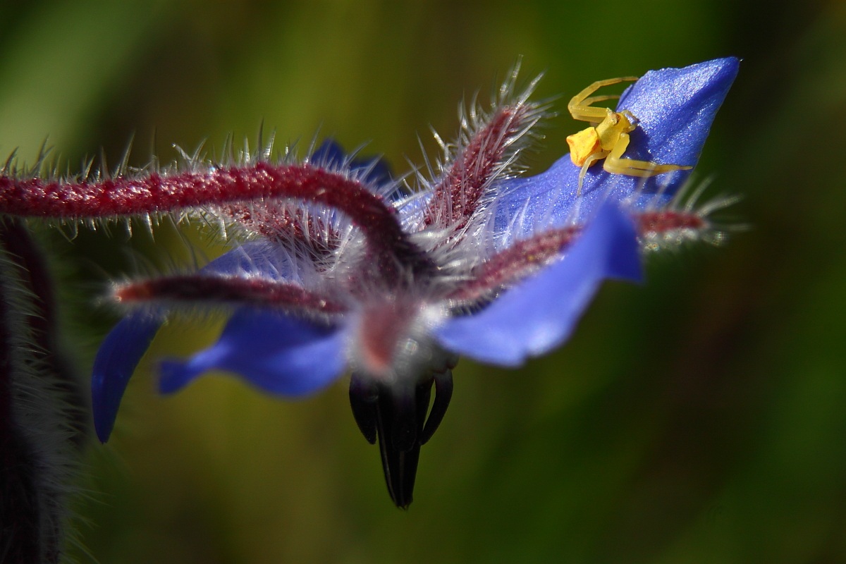 Misumena of borage