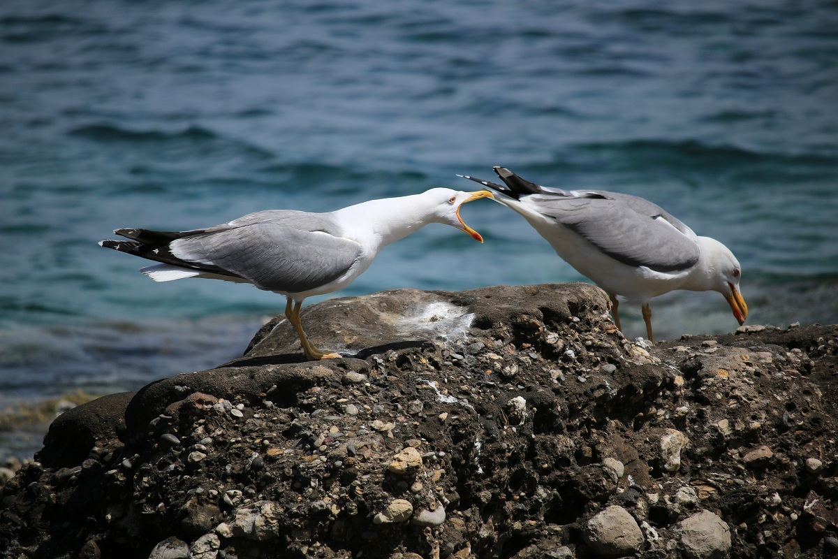 The cry of the seagull