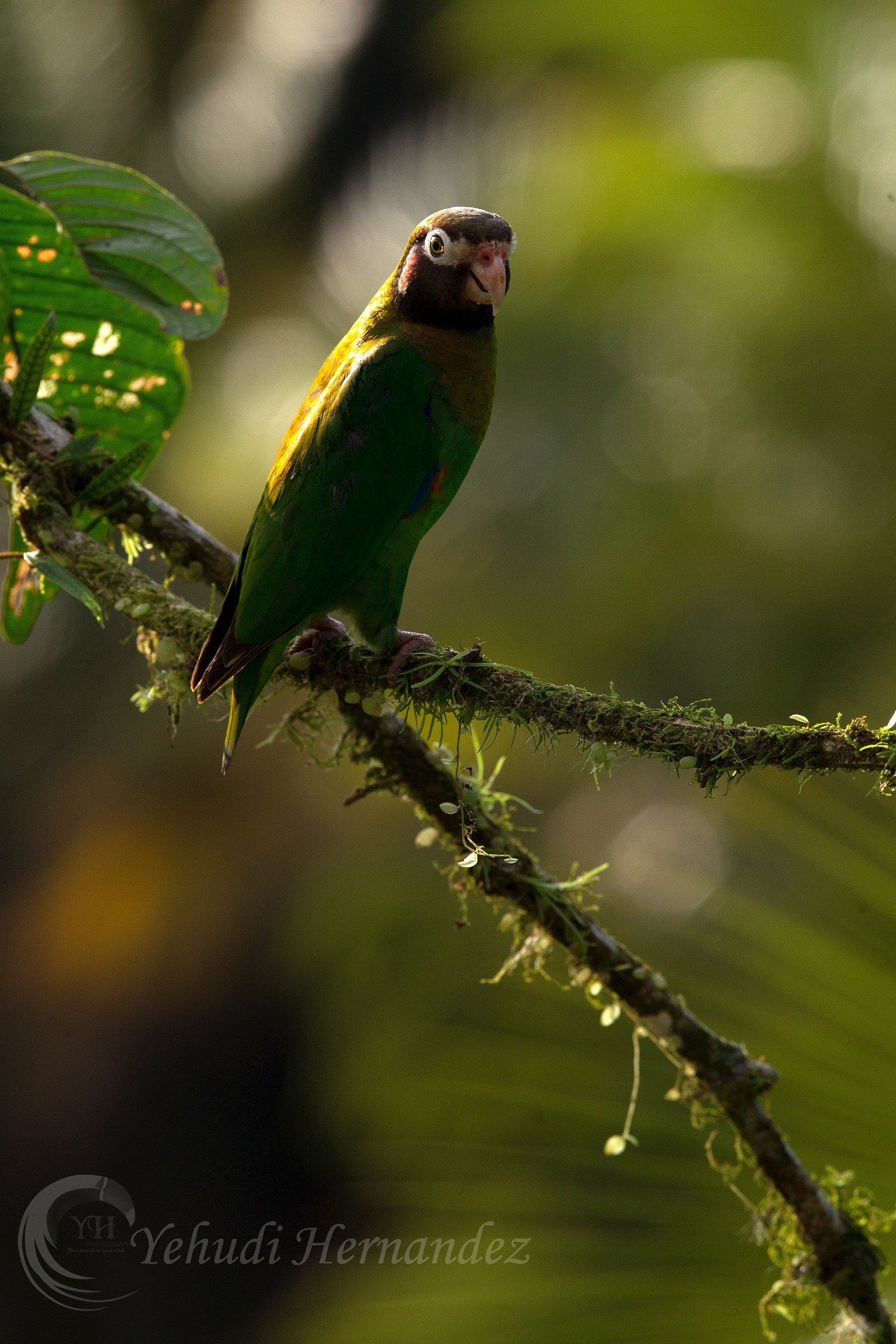 Brown pappagallo incappucciati