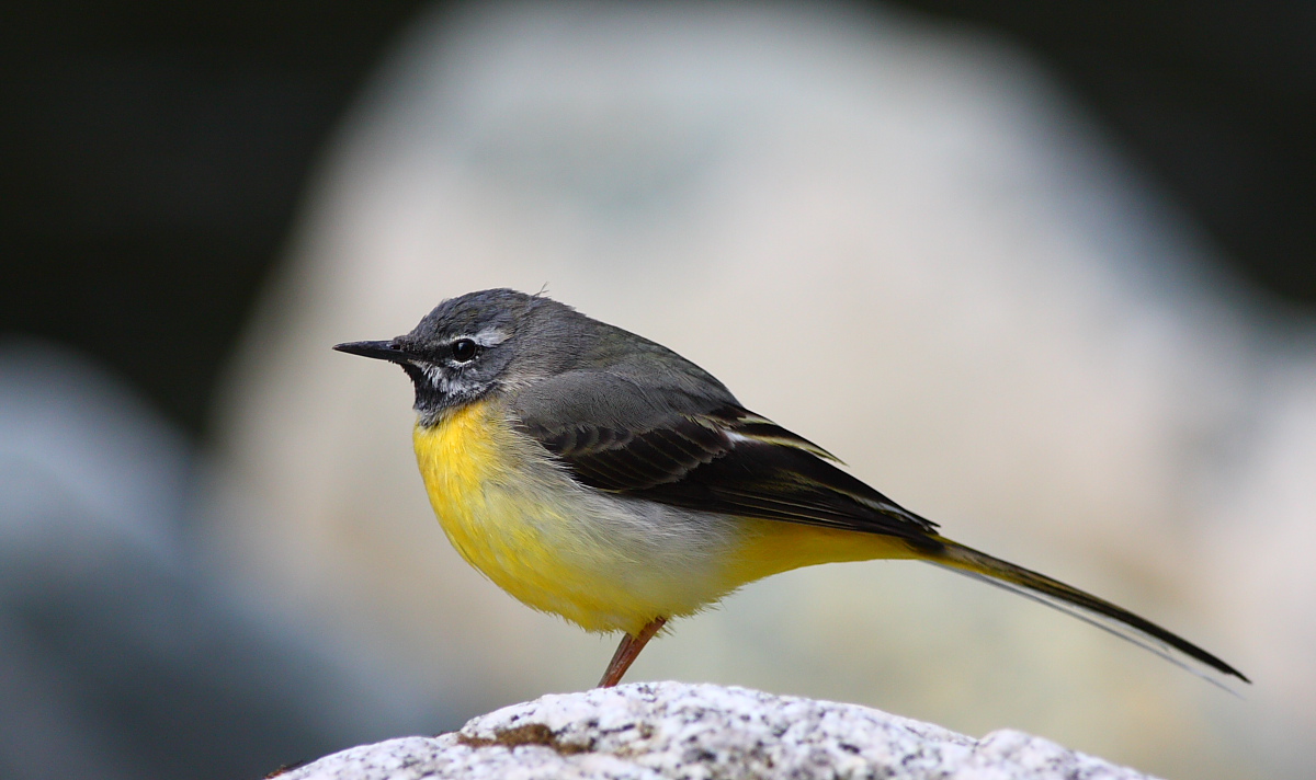 Il profilo della ballerina..