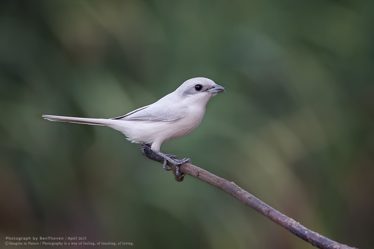 leucism: (Brown Shrike)