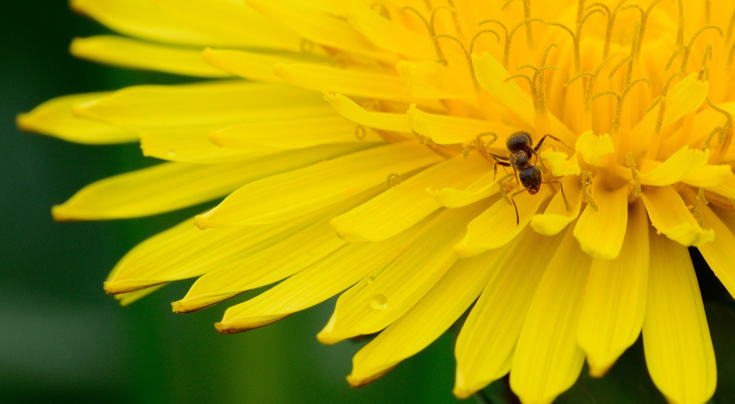 la formica sul tarassaco