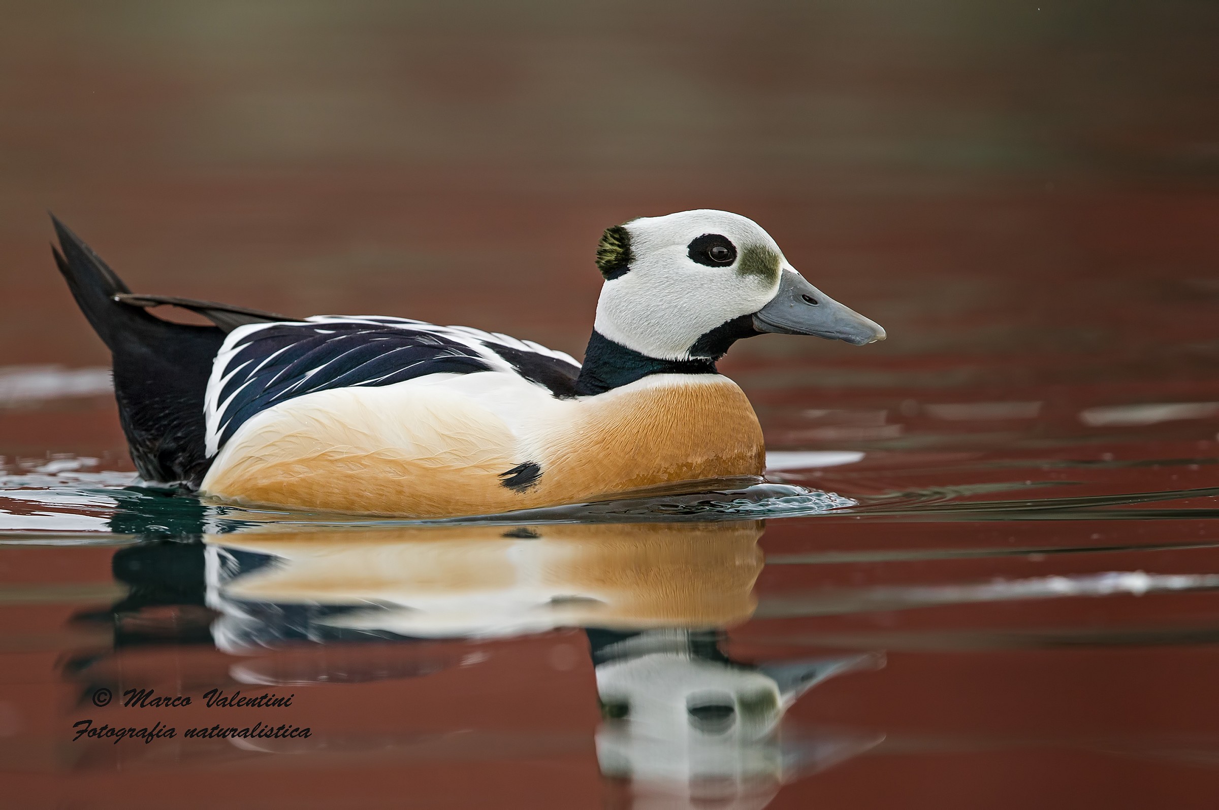 Edredone di Steller in HD