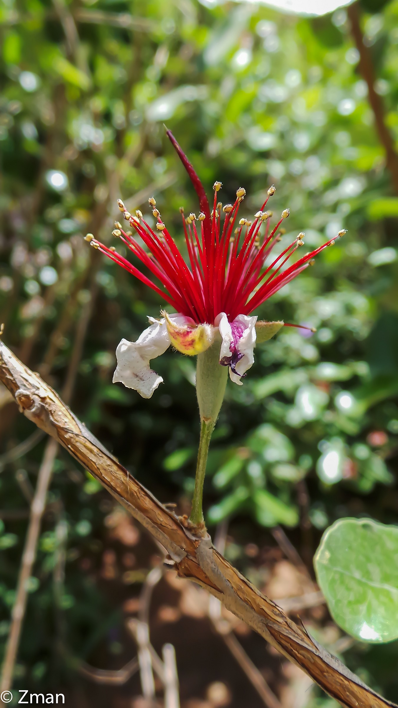 Fiori di Royal Mansour