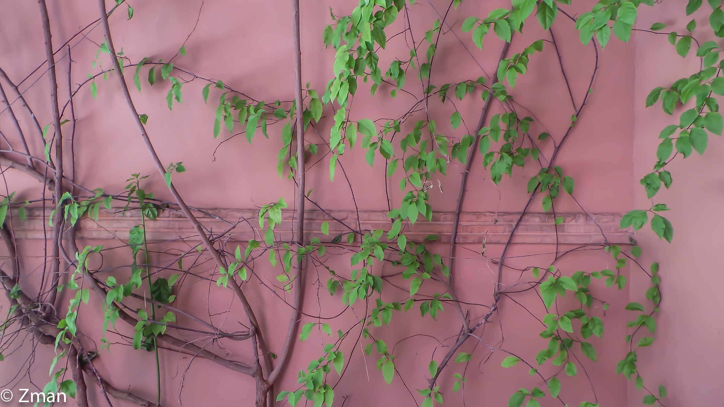 Muro e arbusti di Royal Mansour hotel