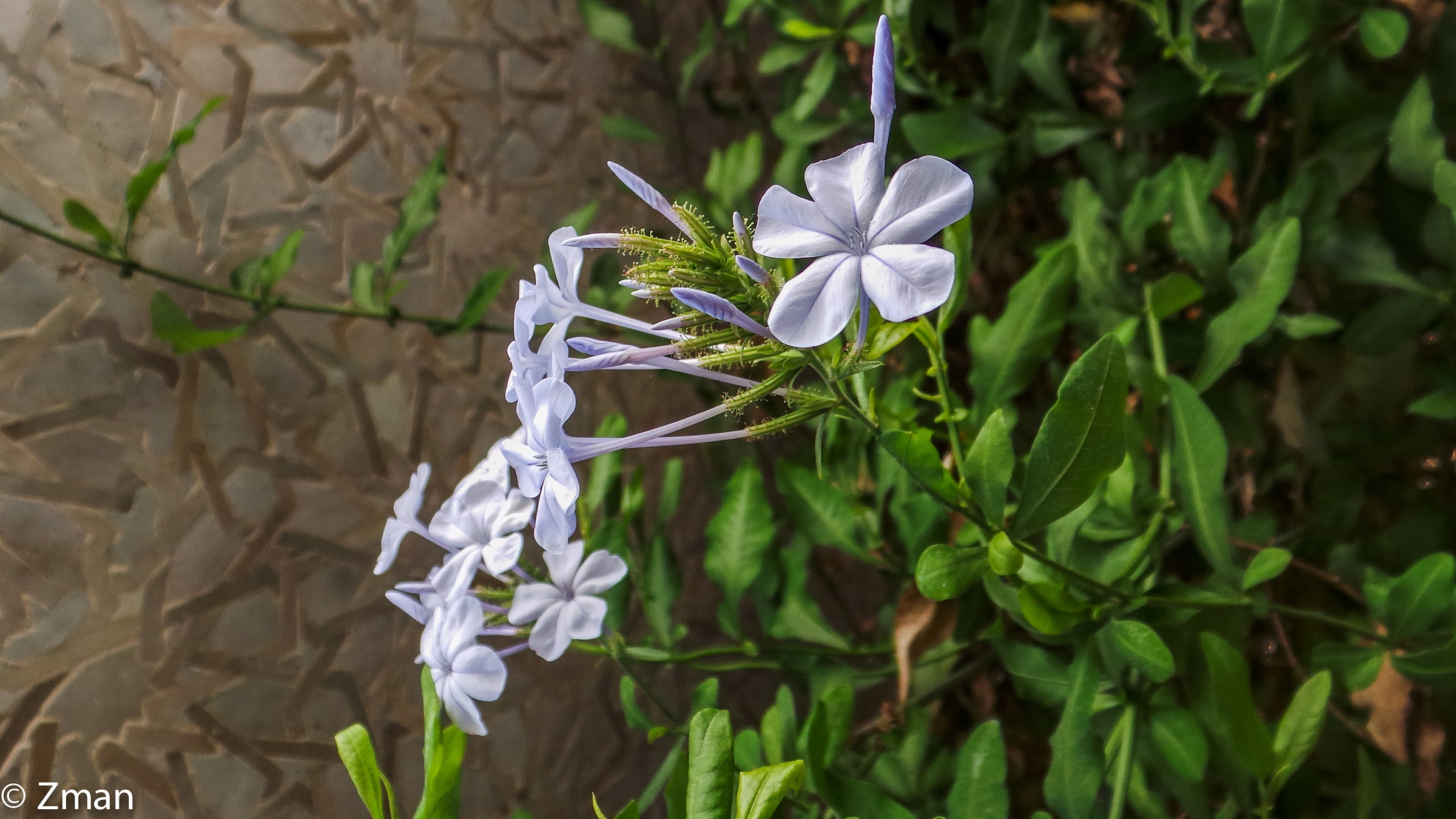 Fiori di Royal Mansour