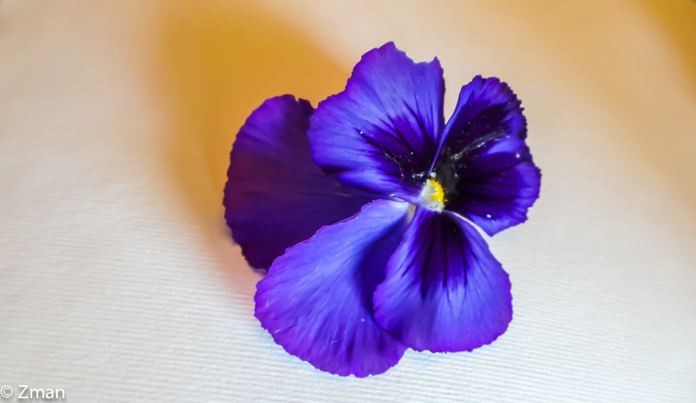 Fiore Pansy su una scheda