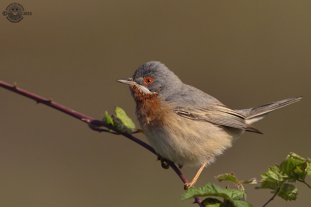 Il soprano dei cespugli