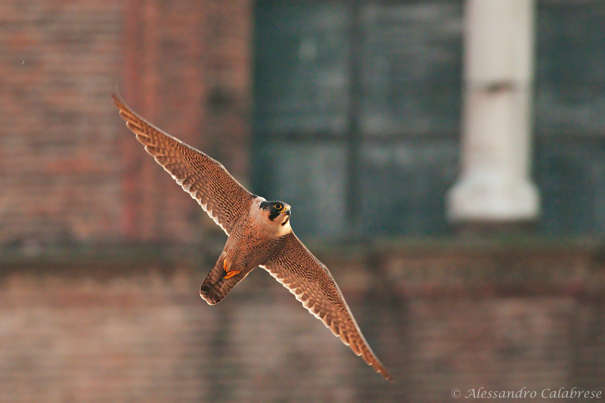 Peregrine falcon